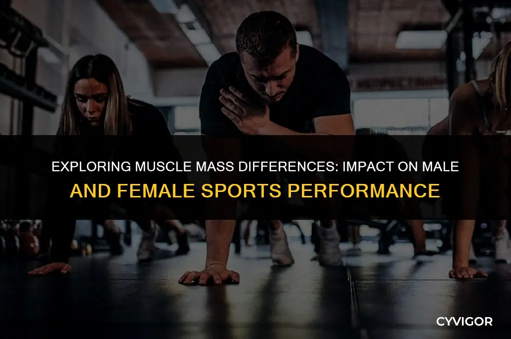 how does muscle mas between male and females affect sports