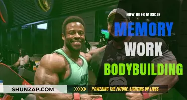 Understanding Muscle Memory: How It Enhances Bodybuilding Progress and Recovery