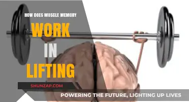 Understanding Muscle Memory: How It Enhances Strength and Lifting Performance