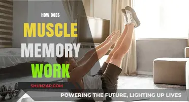 Unraveling Muscle Memory: How Your Body Remembers Movement