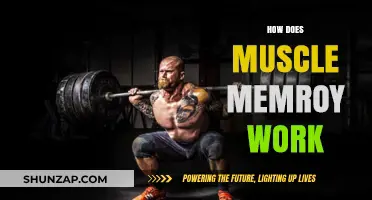 Understanding Muscle Memory: How Your Body Remembers Movement and Skills