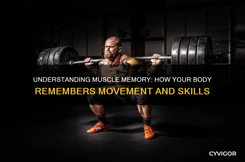 how does muscle memroy work