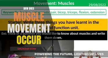 Understanding Muscle Movement: The Science Behind Our Bodies' Power