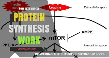 Understanding Muscle Protein Synthesis: Mechanisms, Factors, and Optimization Strategies