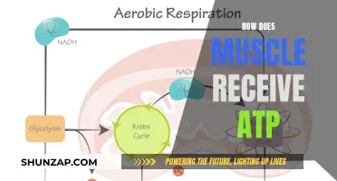Muscle Performance: ATP Delivery and Utilization