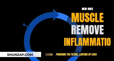 Muscle Inflammation: Natural Healing and Recovery