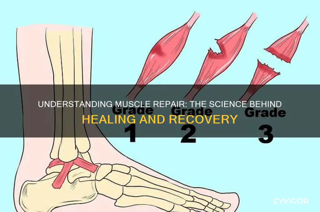 how does muscle repair work