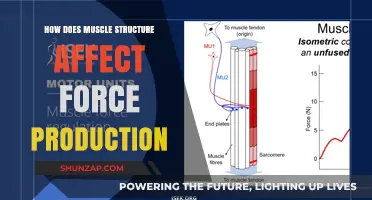 Unleashing Strength: The Intricate Link Between Muscle Structure and Force Production