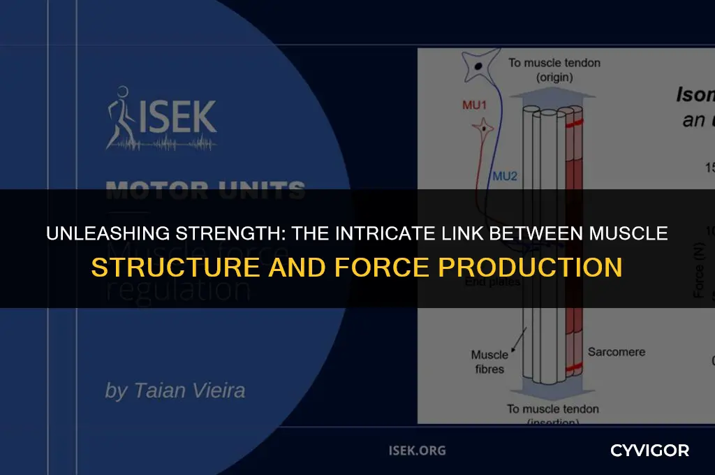 how does muscle structure affect force production