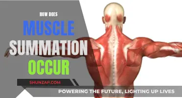 Understanding Muscle Summation: The Science Behind Muscle Contraction