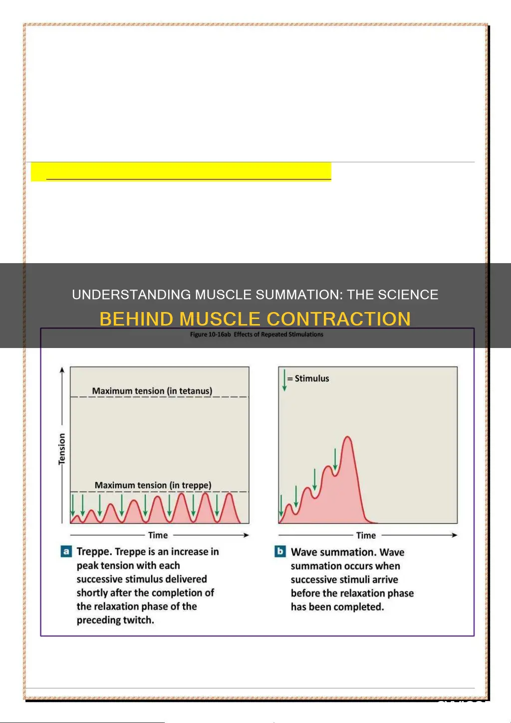 how does muscle summation occur