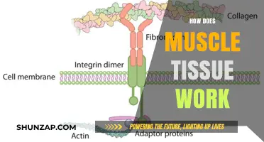 Understanding Muscle Tissue: Mechanics, Function, and Movement Explained