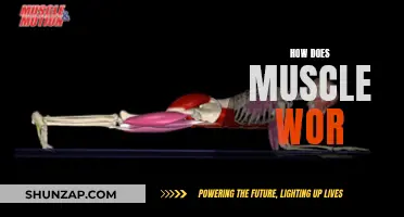 Understanding Muscle Function: Unlocking the Power Within