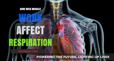 Muscle Work's Impact on Respiration: Understanding the Vital Connection