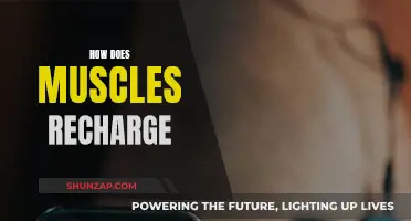 Muscle Recovery: Recharging for Optimal Performance