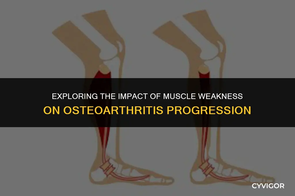 how does muscles weakness affect osteoarthritis