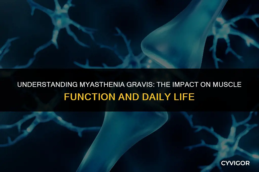how does myasthenia gravis affect muscle activity