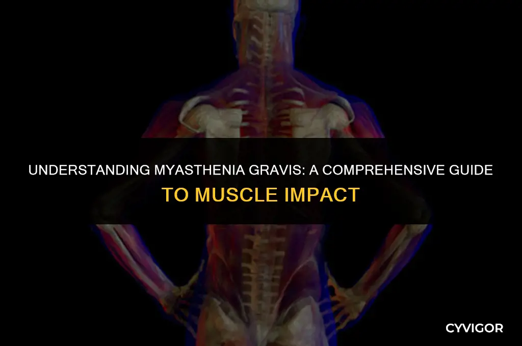 how does myasthenia gravis affect the muscles