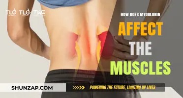 Unleashing Muscle Power: The Myoglobin Connection Explained