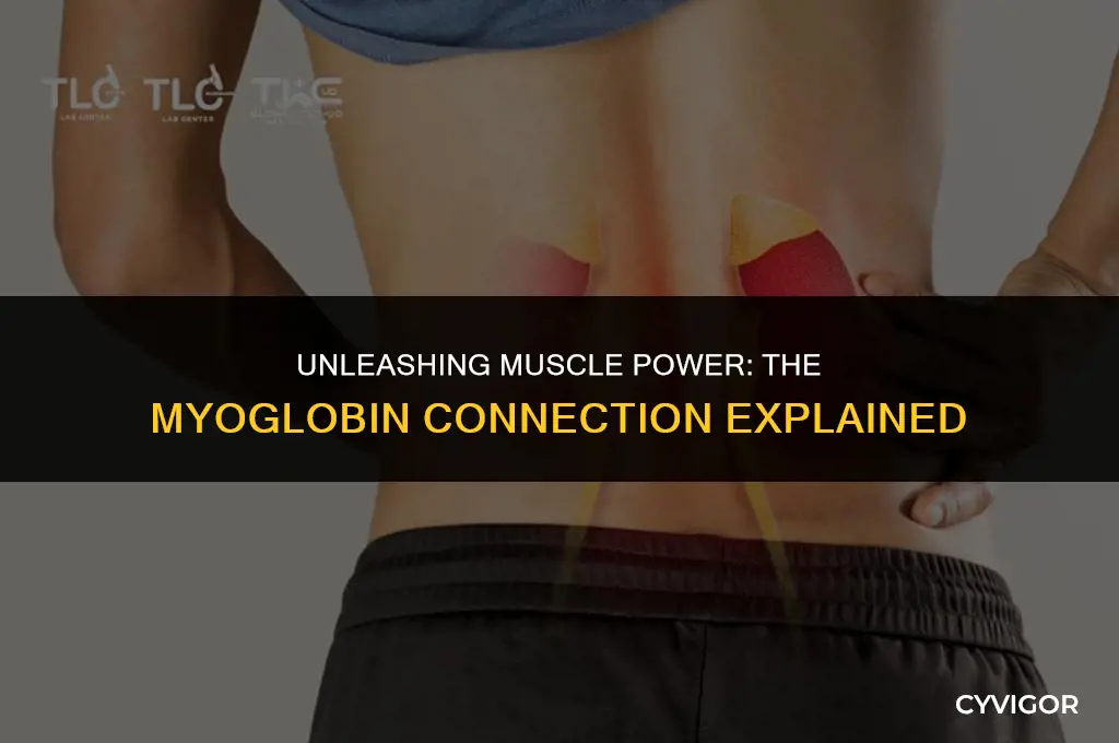 how does myoglobin affect the muscles