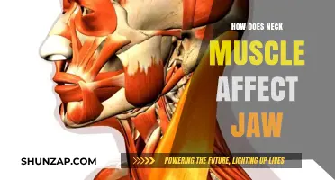 Exploring the Connection: How Neck Muscles Influence Jaw Health