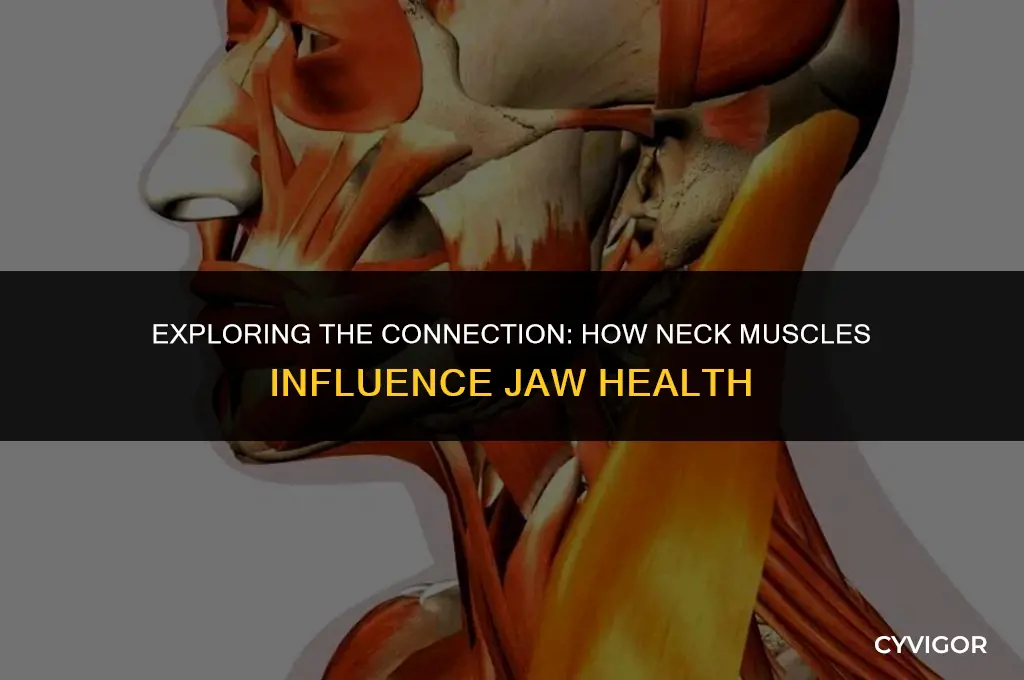 how does neck muscle affect jaw