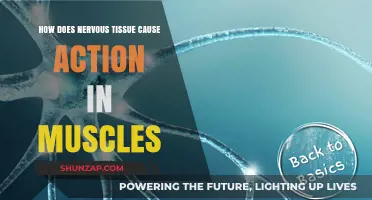Nervous Tissue: Muscle Action's Origin