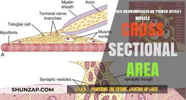 Exploring the Impact of Neuromuscular Power on Muscle Cross-Sectional Area