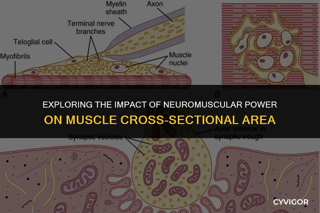 how does neuromuscular power affect muscle cross sectional area