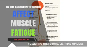 Neurotransmitter Recycling: Unveiling Its Impact on Muscle Fatigue