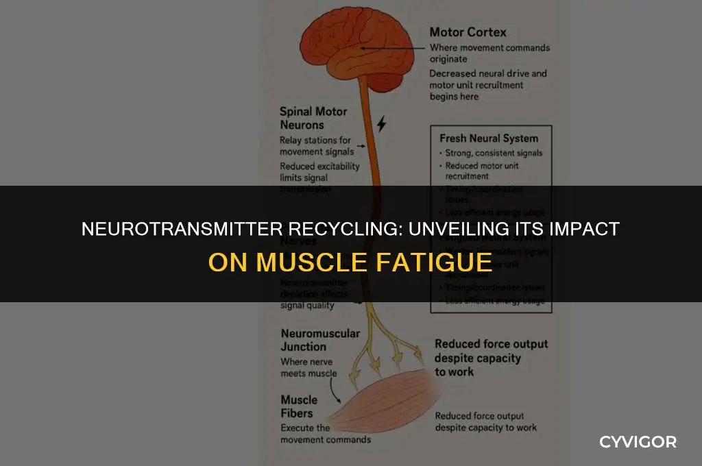 how does neurotransmitter recycling affect muscle fatigue