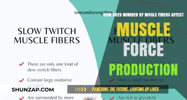 Exploring the Impact of Muscle Fiber Count on Force Generation