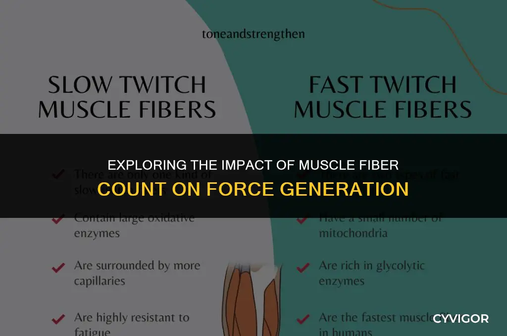 how does number of musle fibers affect muscle force production