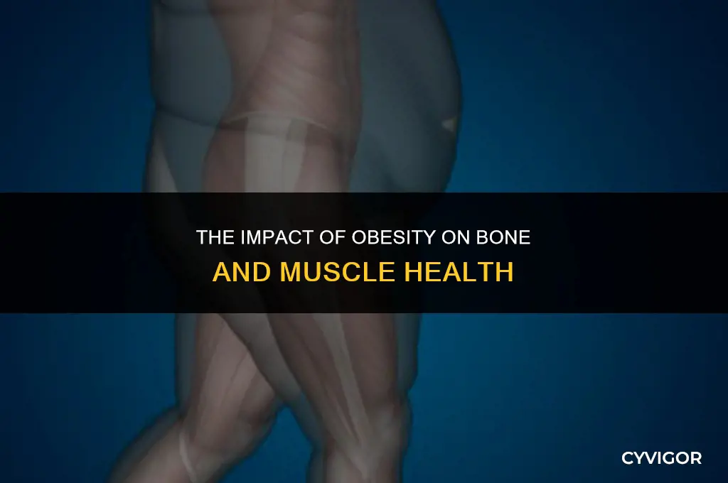 how does obesity affect bones and muscles
