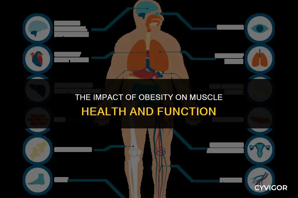 how does obesity affect muscles