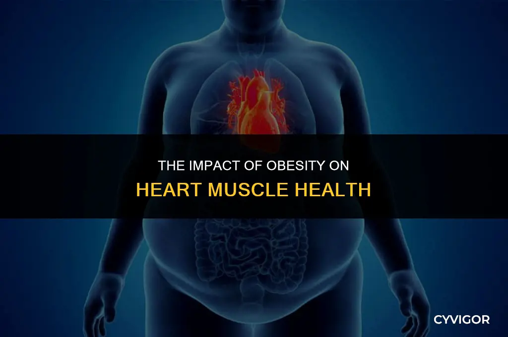 how does obesity affect your heart muscle obesity sharecaresharecare