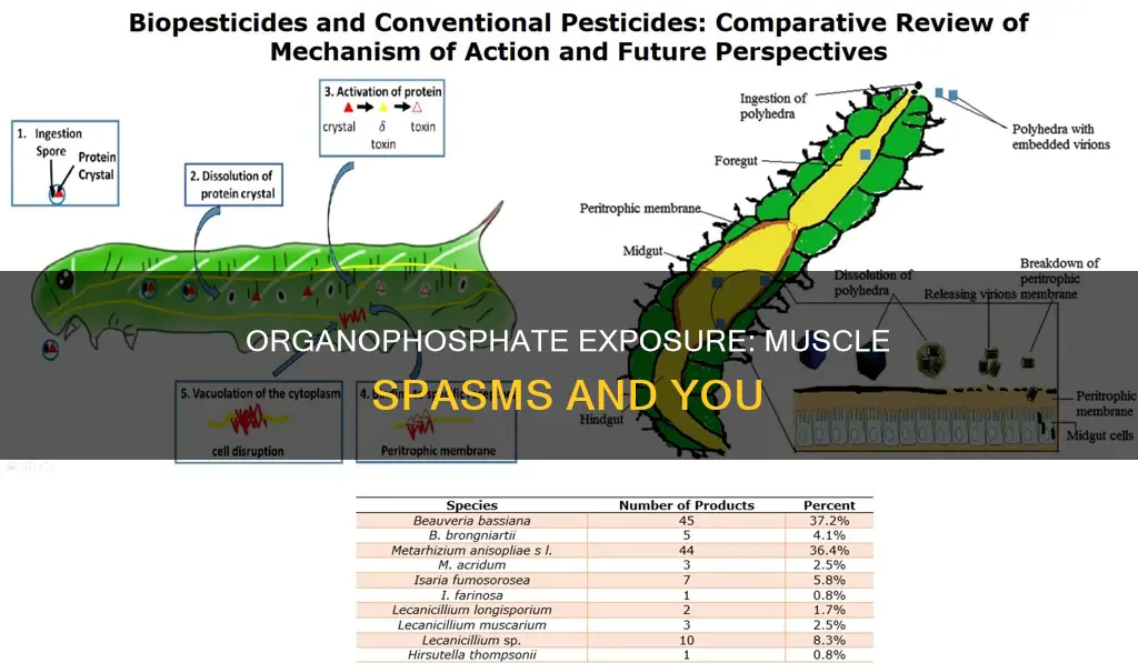 how does organophosphate cause muscle spasm