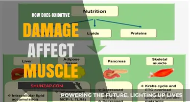 Unraveling the Impact of Oxidative Damage on Muscle Health
