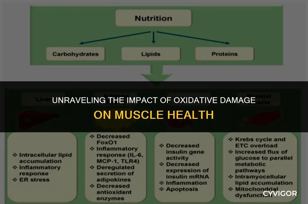how does oxidative damage affect muscle