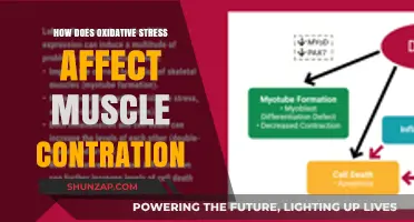 Unraveling the Impact of Oxidative Stress on Muscle Contraction