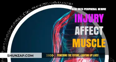 Exploring the Impact of Peripheral Nerve Injury on Muscle Function