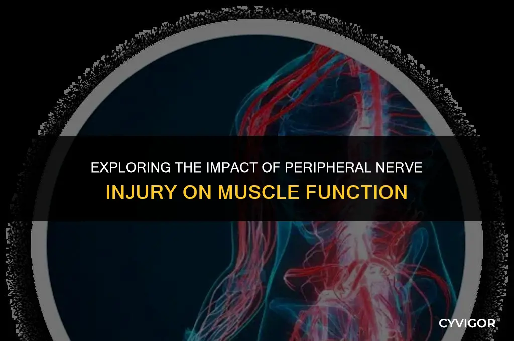 how does peripheral neruve injury affect muscle