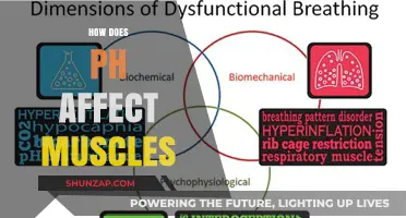 Unveiling the Impact: How pH Levels Influence Muscle Function