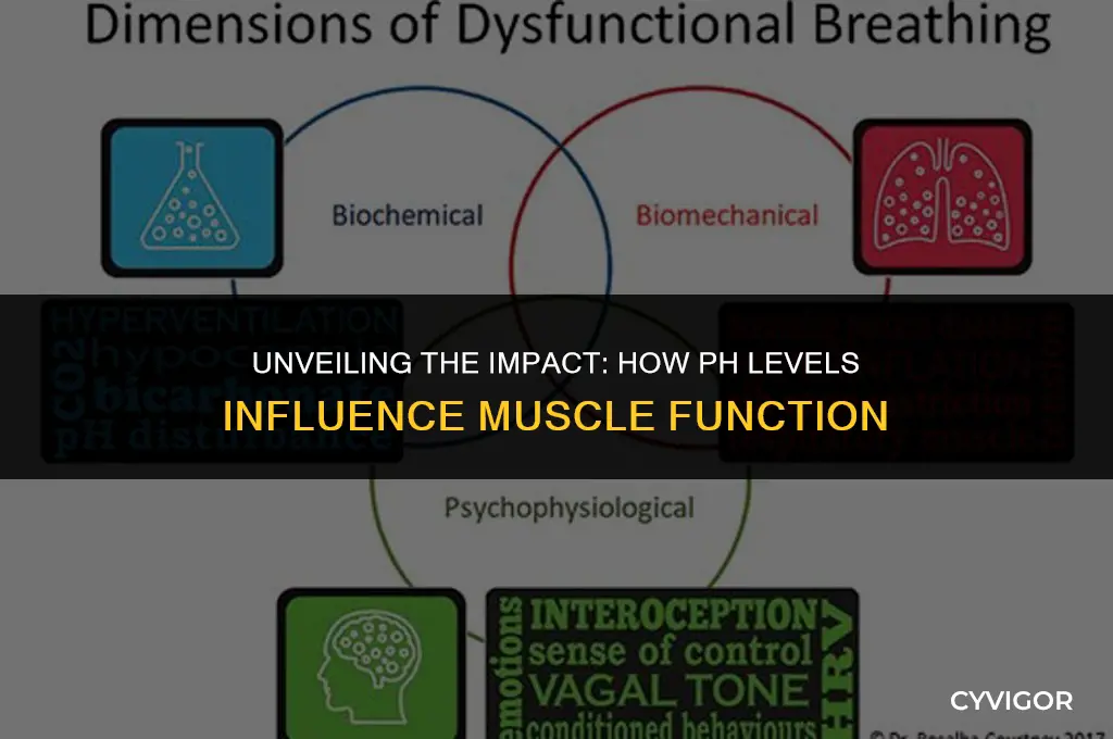 how does ph affect muscles