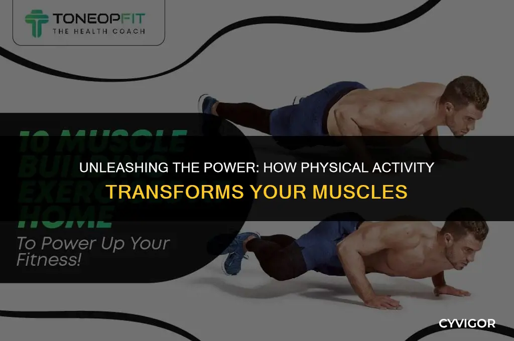 how does physical activity affect muscles