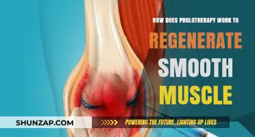 Prolotherapy's Mechanism: Regenerating Smooth Muscle for Enhanced Healing and Function