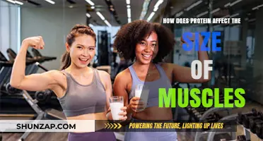 Protein's Impact on Muscle Growth: A Comprehensive Guide