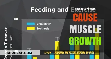 Protein's Role in Muscle Growth Explained