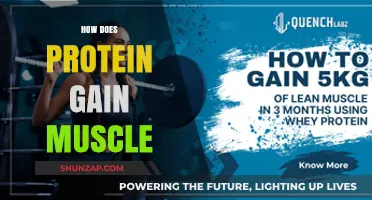 How Protein Builds Muscle: Essential Role in Growth and Recovery
