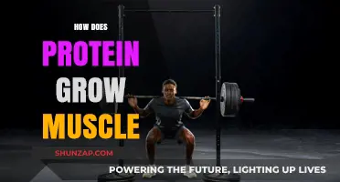 Protein's Role in Muscle Growth: Unlocking Strength and Recovery Secrets